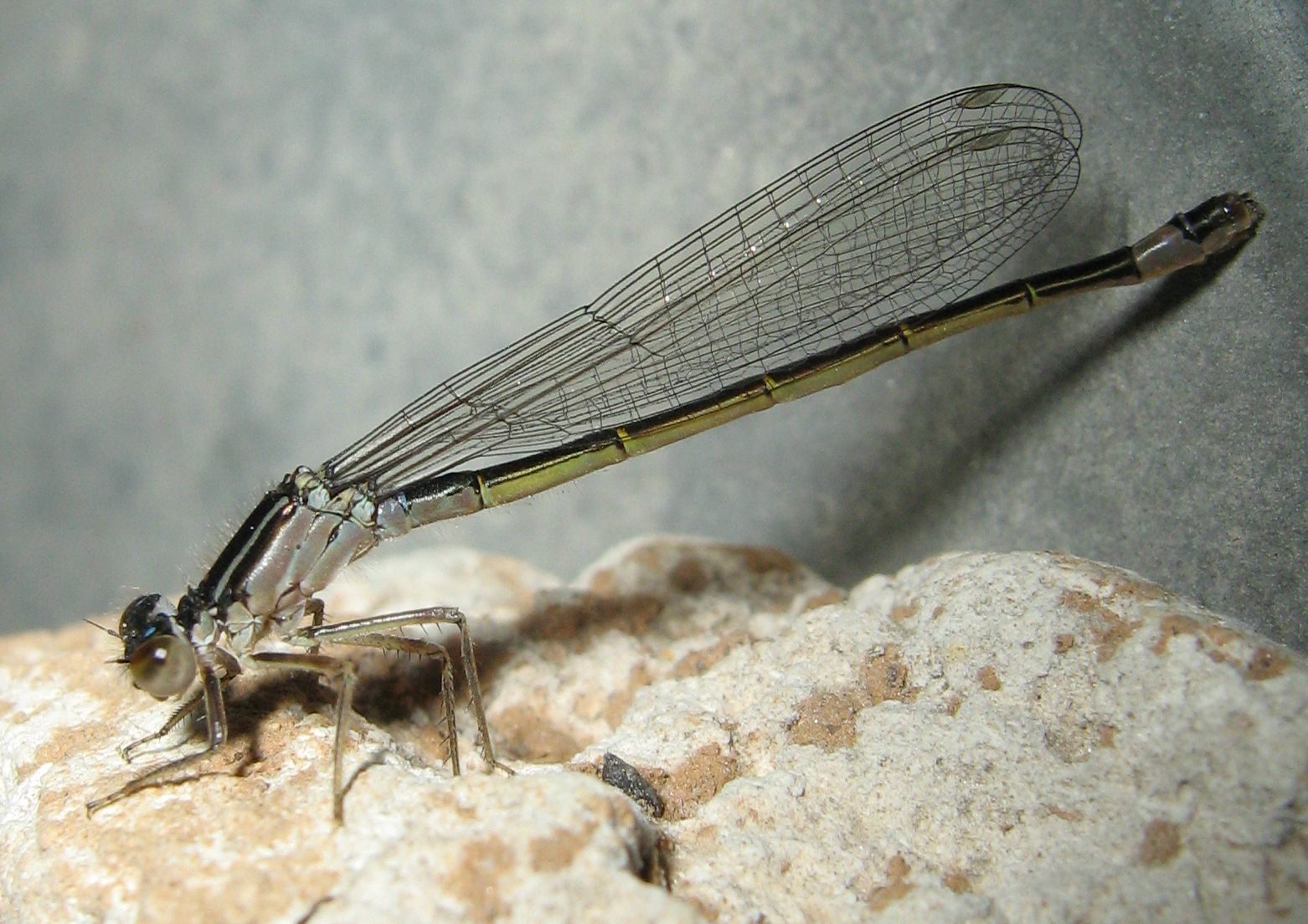 Altra libellula - Ischnura elegans (femmina)